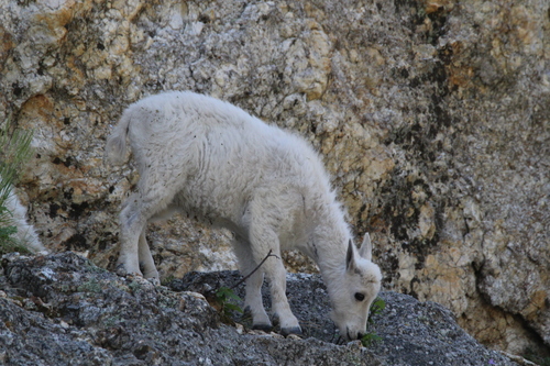 Mountain Goat photographed in South Dakota