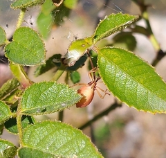 Gonocerus acuteangulatus