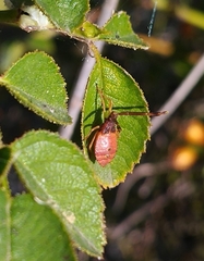 Gonocerus acuteangulatus