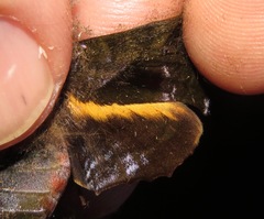 Nyceryx tacita