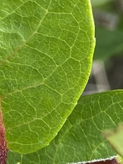 Salix brachycarpa niphoclada