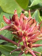 Salix brachycarpa niphoclada
