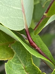 Salix brachycarpa niphoclada