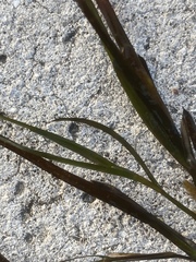 Potamogeton obtusifolius