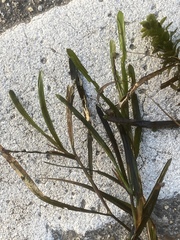 Potamogeton obtusifolius