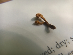 Ophiocordycipitaceae