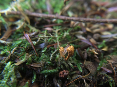 Ophiocordycipitaceae