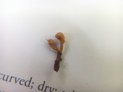 Ophiocordycipitaceae