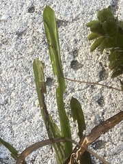 Potamogeton obtusifolius