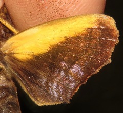 Nyceryx tacita