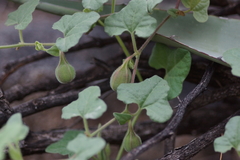Aristolochia wrightii