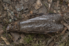 Dysmicohermes disjunctus