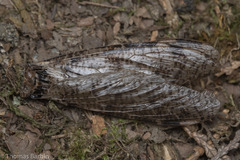 Dysmicohermes disjunctus