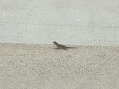 Sceloporus occidentalis
