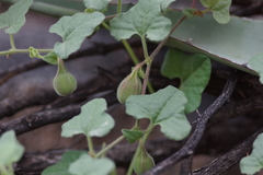 Aristolochia wrightii