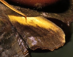Nyceryx tacita