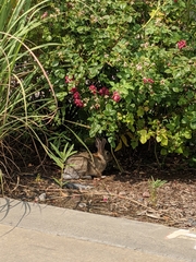 Sylvilagus audubonii