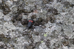 Stictoleptura canadensis