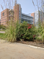 Sylvilagus audubonii