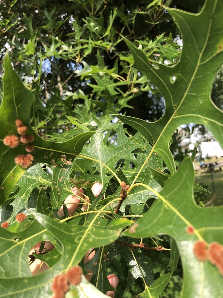 scarlet oak from Sunset Blvd, Erie, PA, US on September 17, 2020 at 02