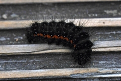 Acronicta menyanthidis