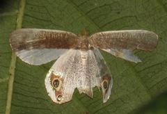 Opisthoxia amabilis