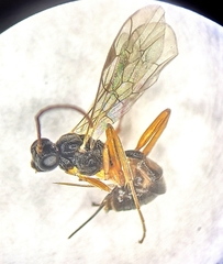 Phygadeuontinae