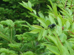 Cimbicidae