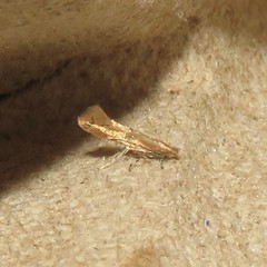 Cremastobombycia solidaginis