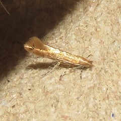 Cremastobombycia solidaginis