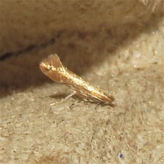 Cremastobombycia solidaginis