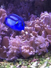 Paracanthurus