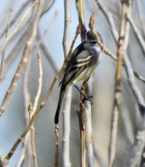 Serpophaga subcristata