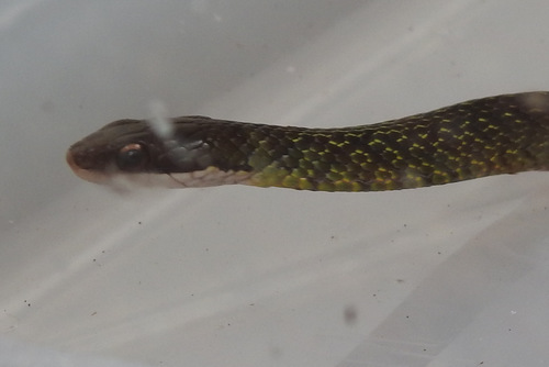 Cobra-d’água