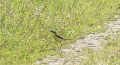 Motacilla flava flava