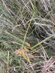 Carex pseudocyperus