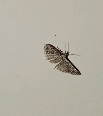 Alucitidae