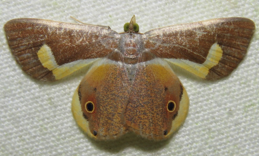 Opisthoxia molpadia
