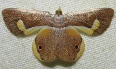 Opisthoxia molpadia image