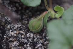 Aristolochia wrightii
