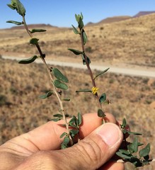 Tetragonia arbuscula