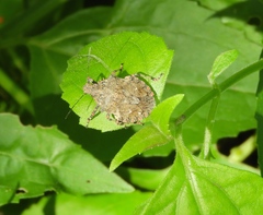 Brochymena apiculata