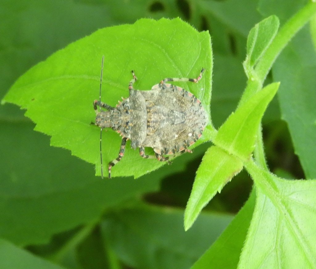 Brochymena apiculata