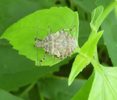 Brochymena apiculata