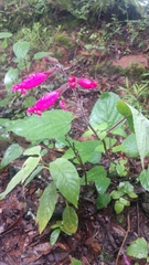 Salvia involucrata