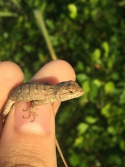 Sceloporus olivaceus