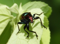 Pilolabus viridans