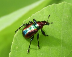 Pilolabus viridans