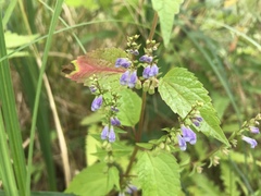 Scutellaria lateriflora