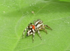 Nycerella delecta